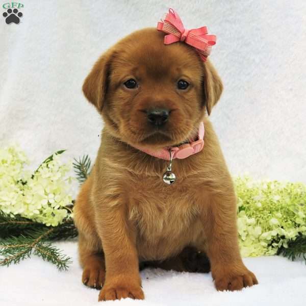 Spring Raine, Fox Red Labrador Retriever Puppy